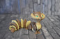 Eichhörnchen