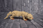Otter